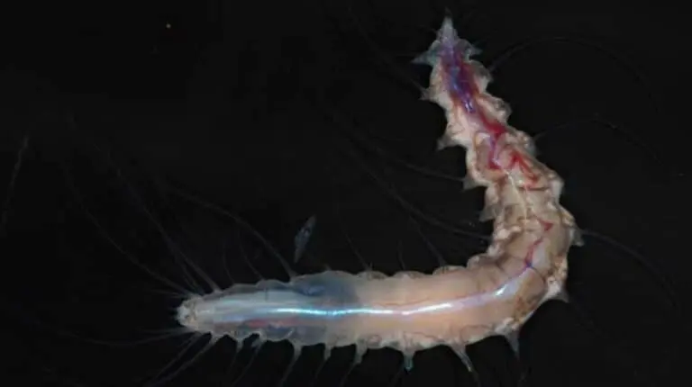 Cientistas descobrem mais de 1.100 espécies marinhas - Reprodução/Nippon Foundation-Nekton Ocean Census/CSIRO