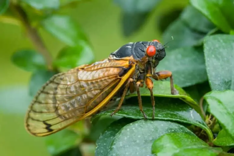 cigarra