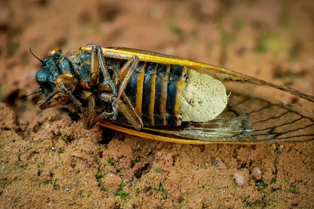 cicada