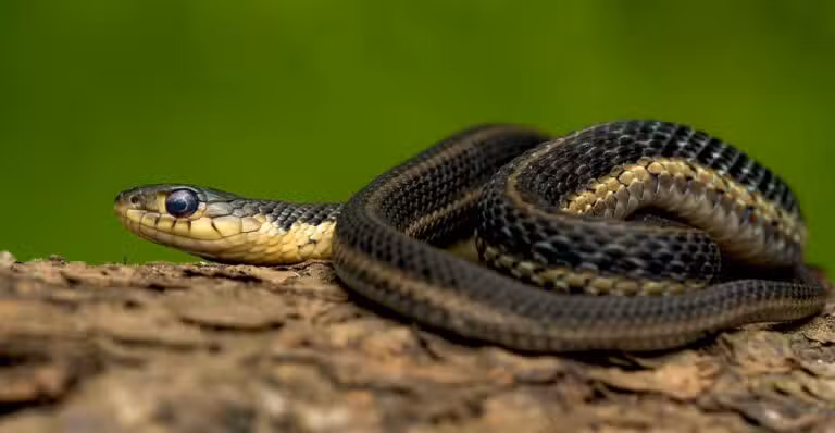 cobra
