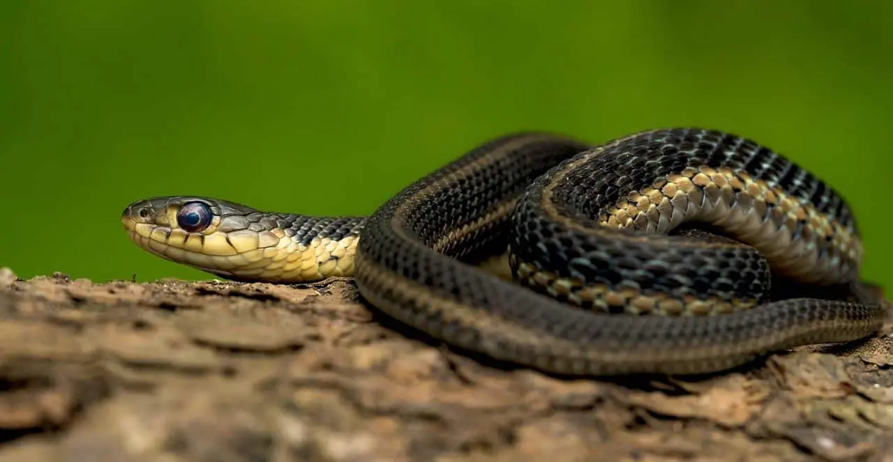 cobra