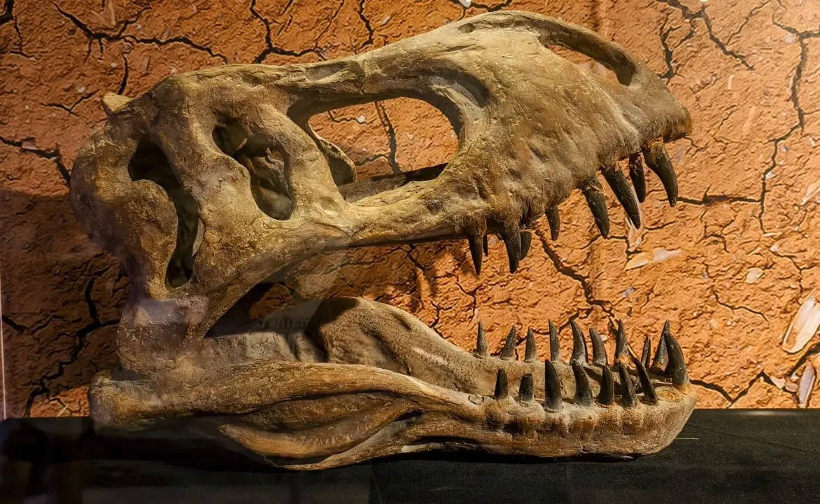dinosaur skull