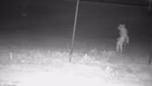 Criatura misteriosa é flagrada em câmeras de zoológico no Texas; identidade gera especulação