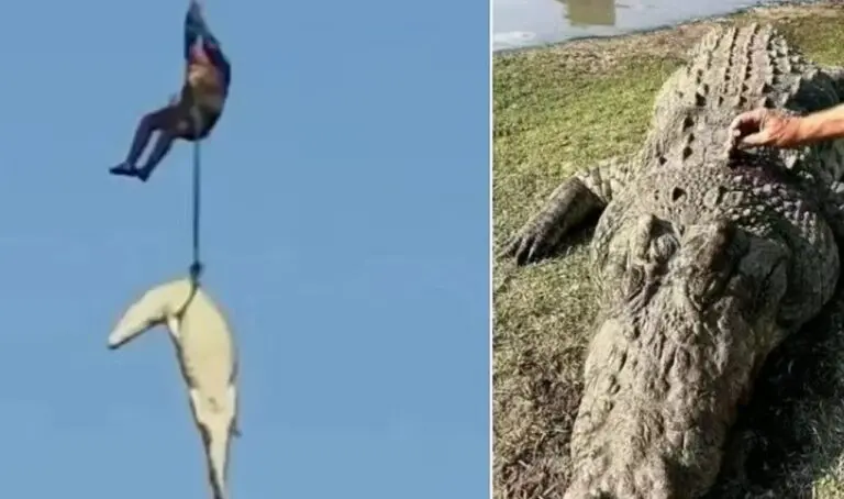 Crocodilo que devorou empresário