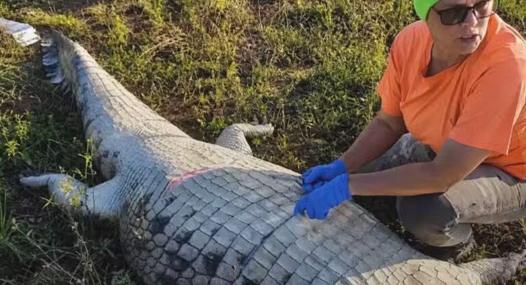 Crocodilo - South African Police Services