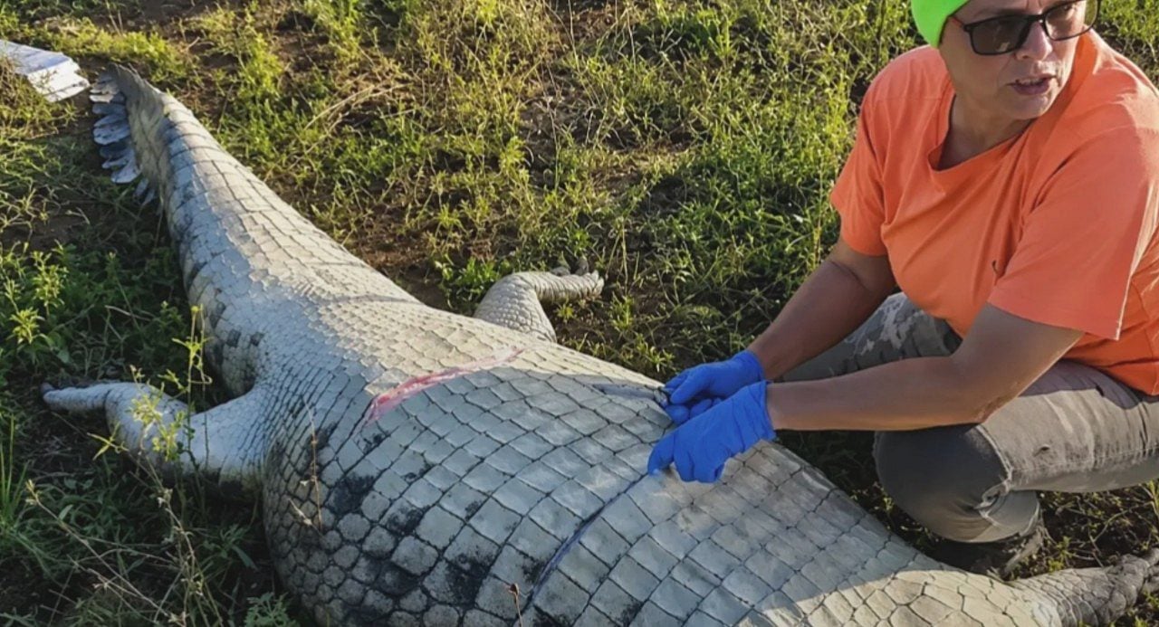 Crocodilo - South African Police Services