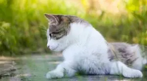 Debate sobre coleiras em gatos polariza tutores e levanta questões sobre o bem-estar animal