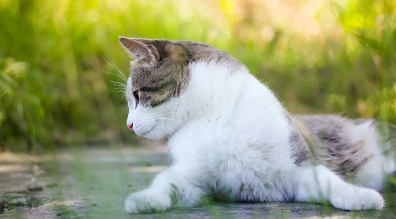Gato