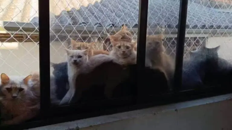 gatos amontoados