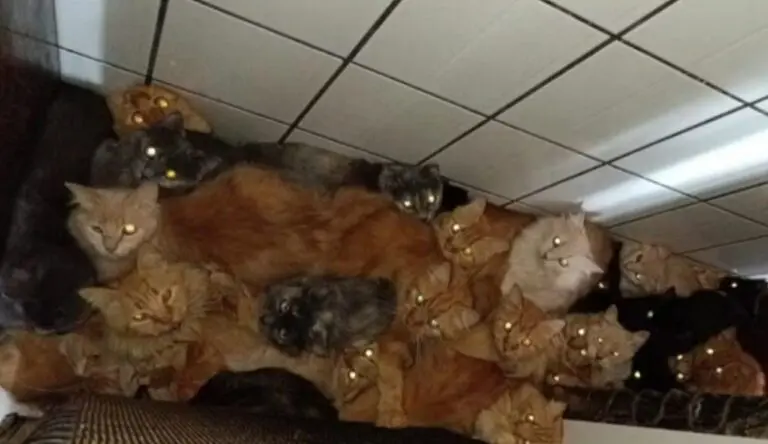 Gatos amontoados em apartamento em Santa Catarina - Divulgação/ Prefeitura de Concórdia
