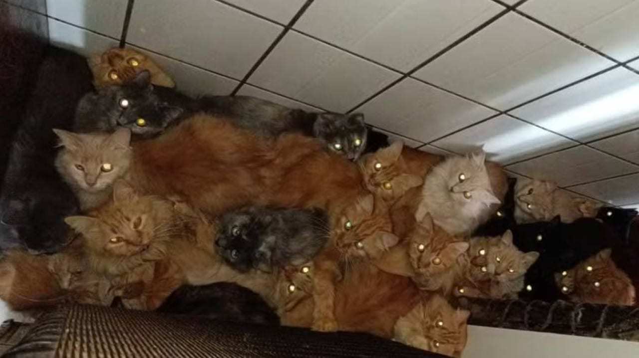 gatos em apartamento