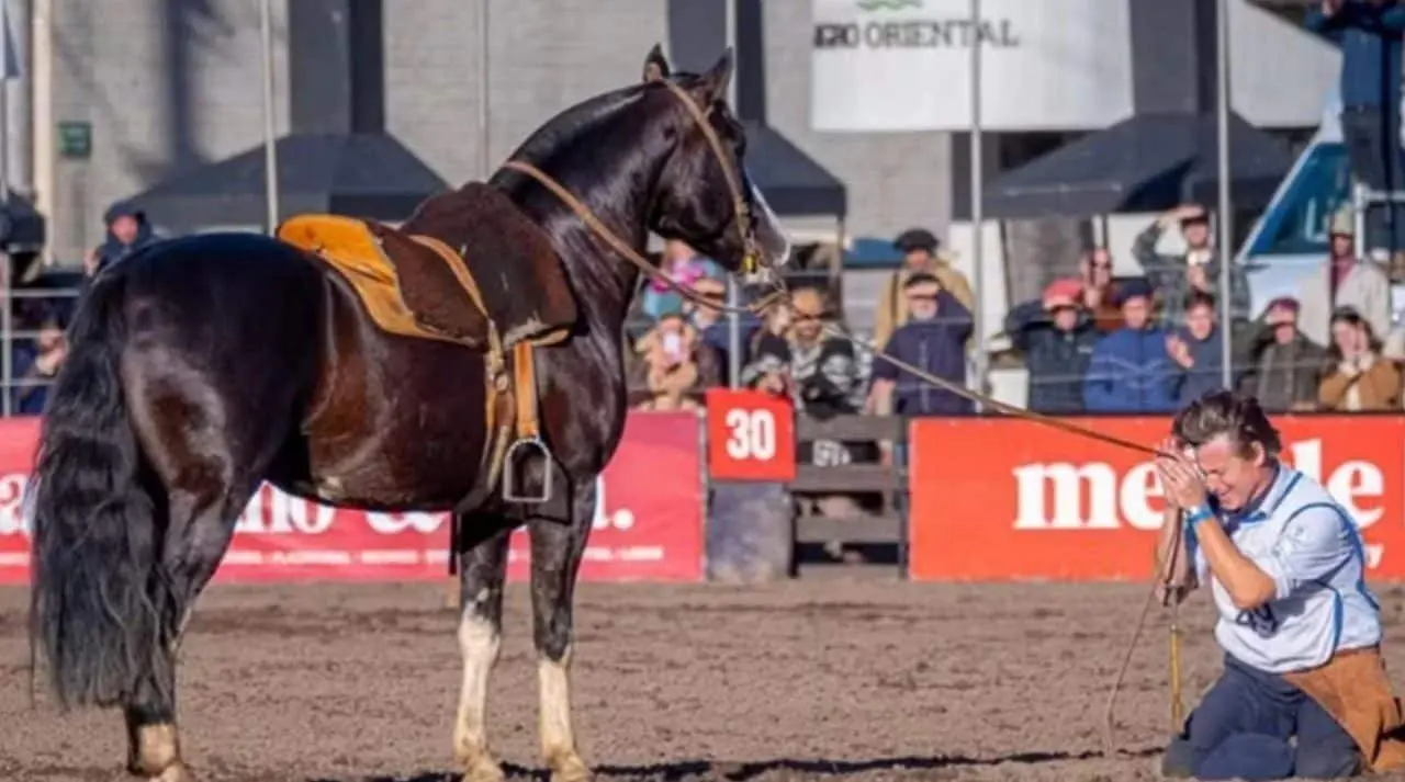Ginete gaúcho Gabriel Marty reverencia cavalo Colibri Matrero, o 'maior da história' — Mauricio Vinhas/Divulgação