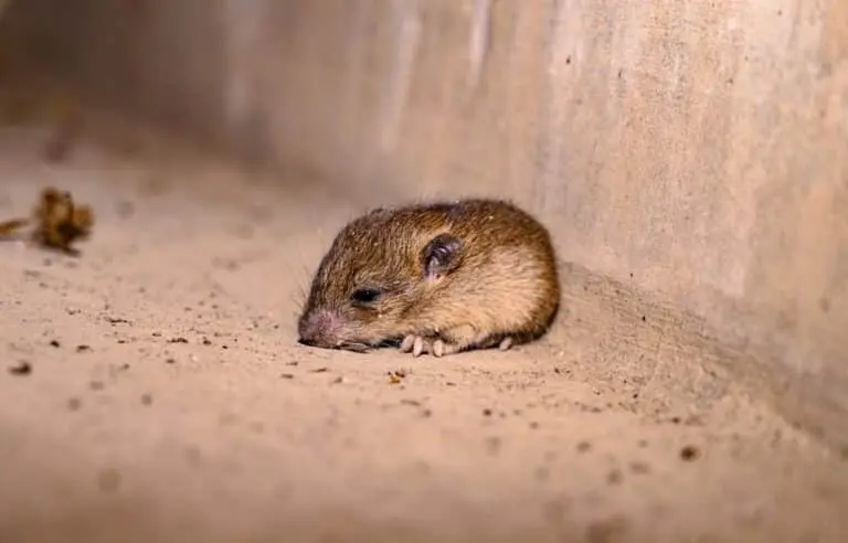 hantavirus