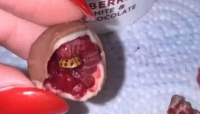 Mulher encontra joaninha dentro de doce de framboesa com chocolate - Reprodução/ TikTok