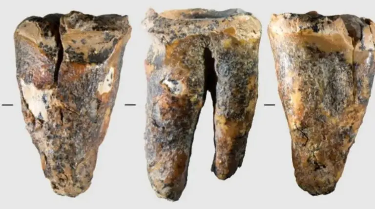 Neandertais usaram ferramenta de pedra para tratar cárie em dente há 59 mil anos - Russian Academy of Sciences/Reprodução