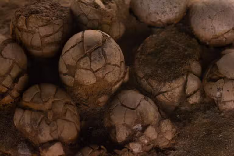 ovos de dinossauro.