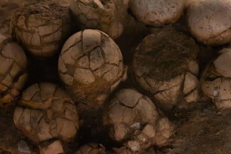 ovos de dinossauro.