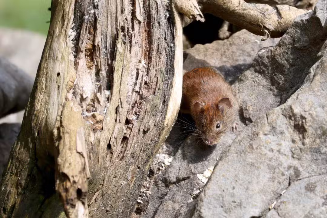 hantavirus, rato