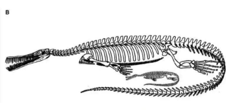 Embrião fossilizado comparado com um espécime adulto de mesossauro - Reprodução/ Historical Biology