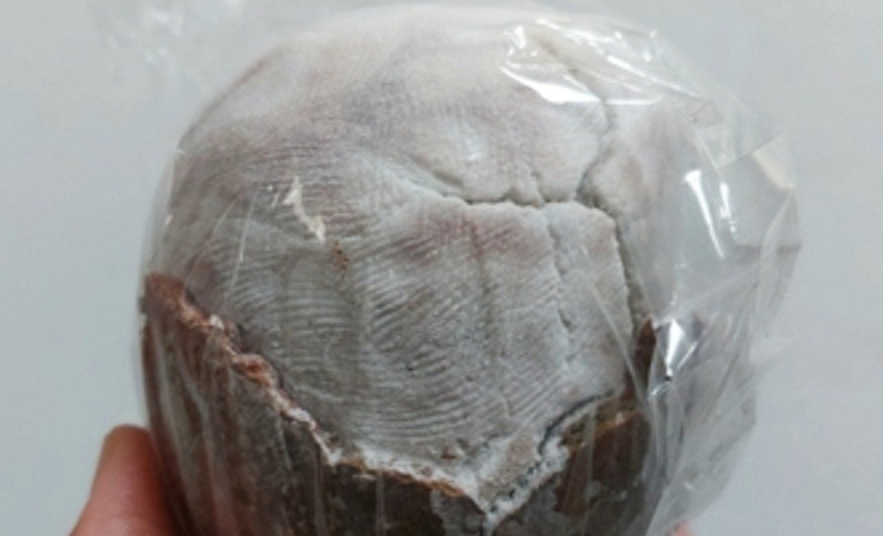 Sal raro das Filipinas volta à produção depois de séculos à beira da extinção