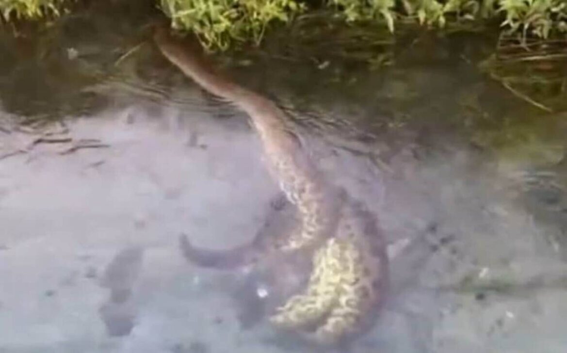 sucuri predando porco do mato em águas cristalinas de MS