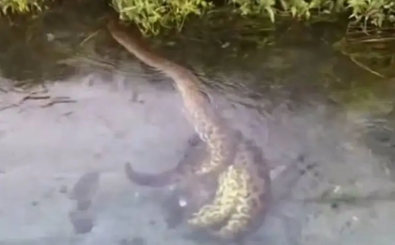 sucuri predando porco do mato em águas cristalinas de MS