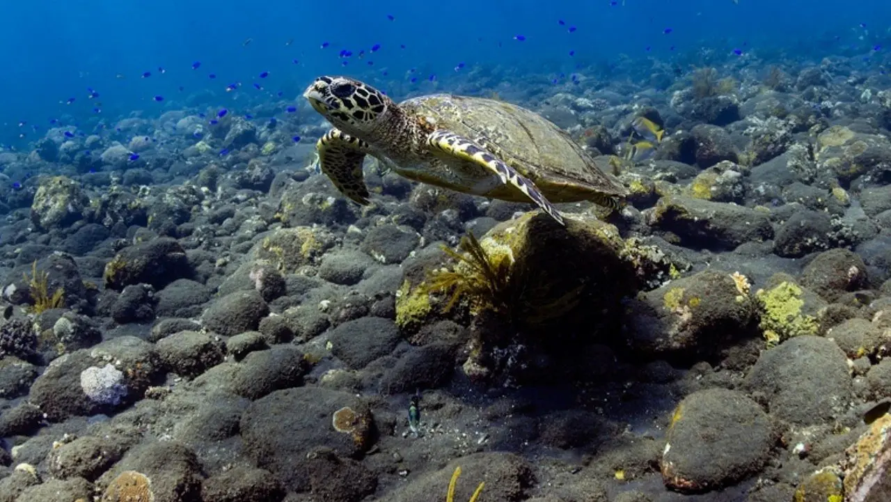 Tartaruga Marinha