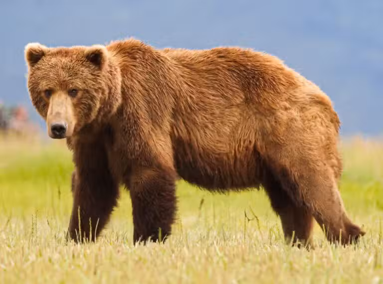 urso