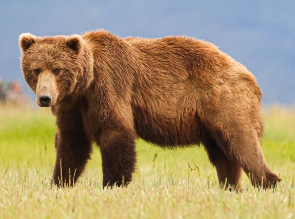 urso