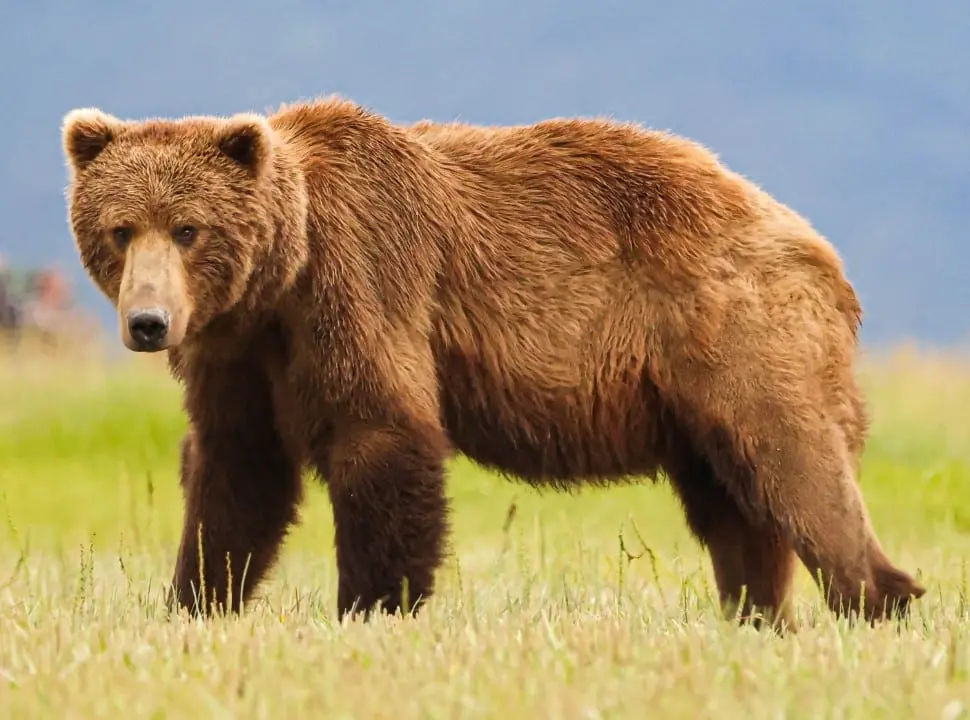 urso