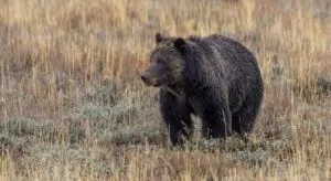 Bauer wird in Reisfeld von Bär angegriffen und sucht Hilfe in Apotheke in Japan