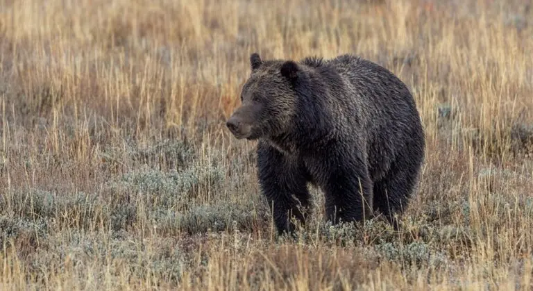 Urso