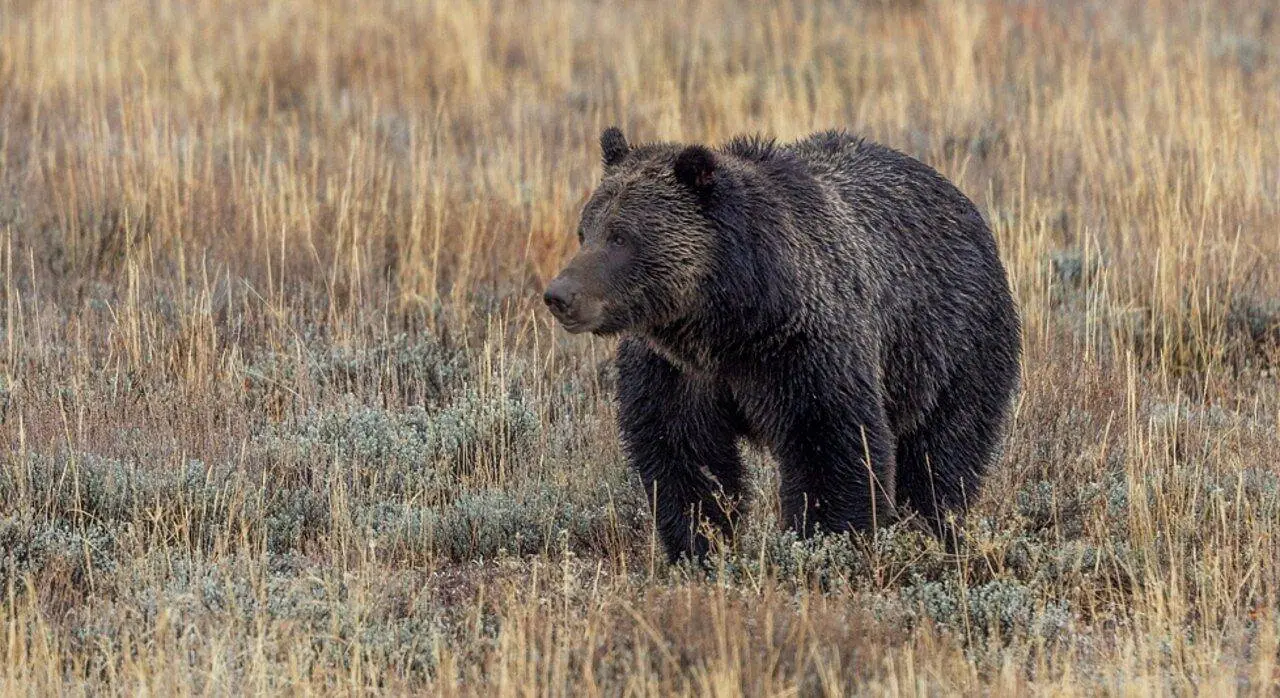 Urso