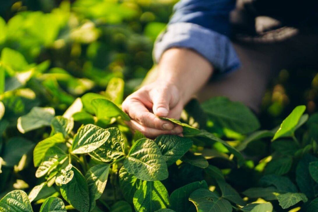 Agricultor, plantação