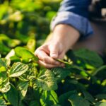 Agricultor, plantação