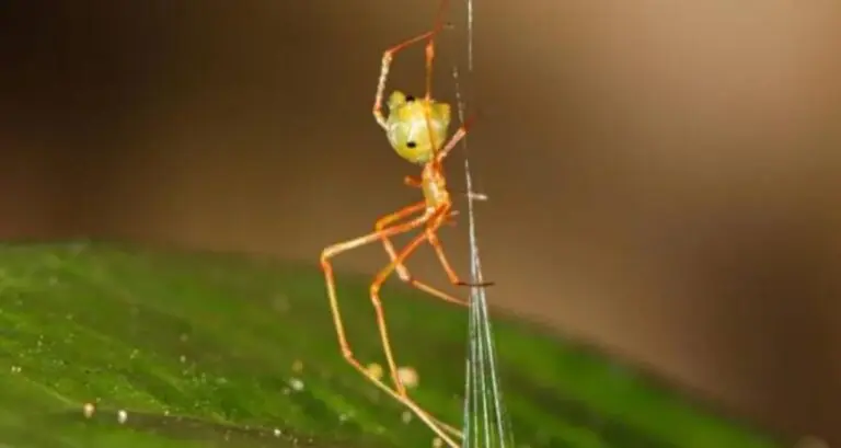 Aranha Balista