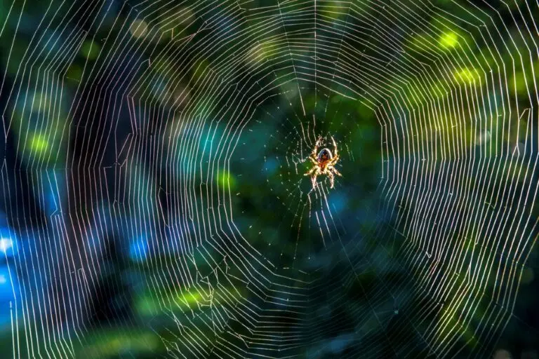 Aranha, teias