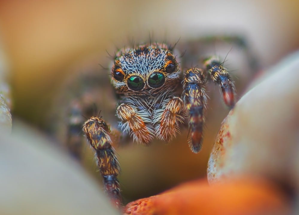 Aranha