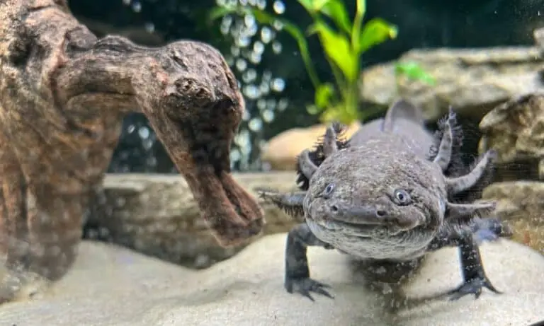 Axolote