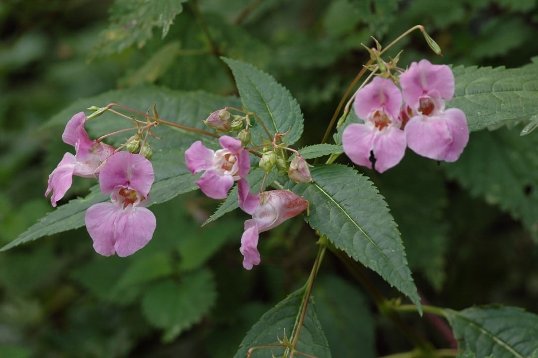 Himalayan Balsamine