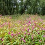 Balsamina do Himalaia proibida na França ainda invade jardins de todo o país