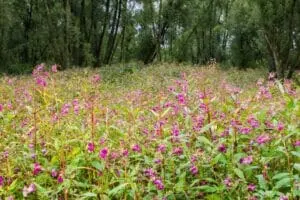 Balsamina do Himalaia proibida na França ainda invade jardins de todo o país