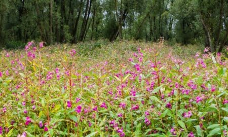 Balsamina do Himalaia