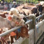 Bois, vaca, gados - Tetuko Aji Hutomo/shutterstock.com