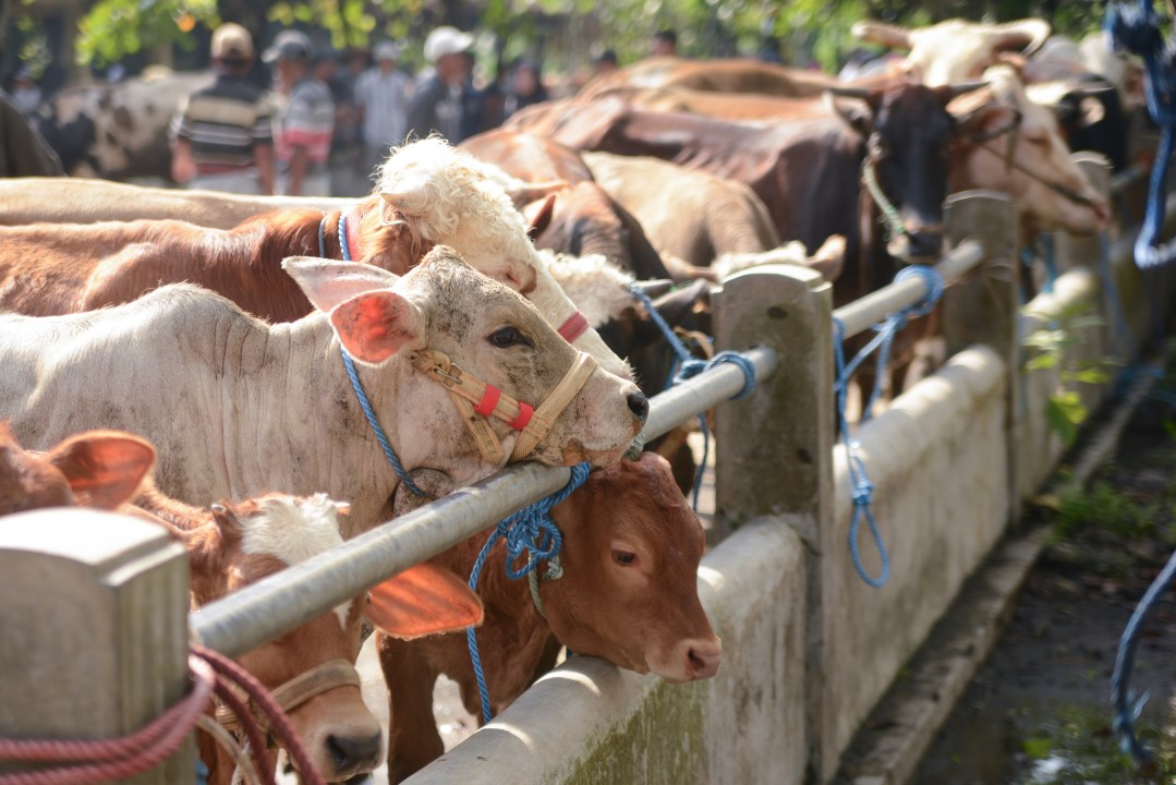 Bois, vaca, gados - Tetuko Aji Hutomo/shutterstock.com