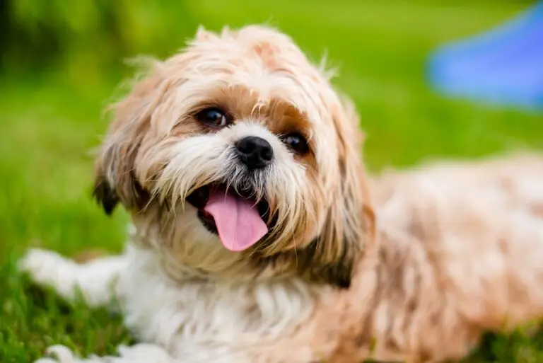 Cachorro