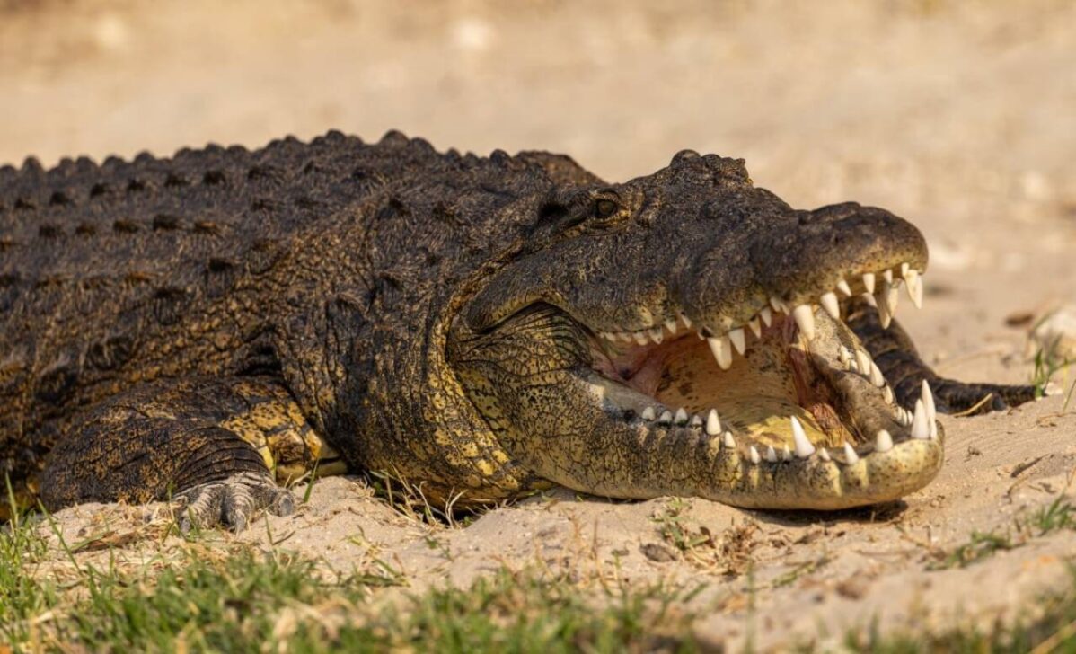crocodilo