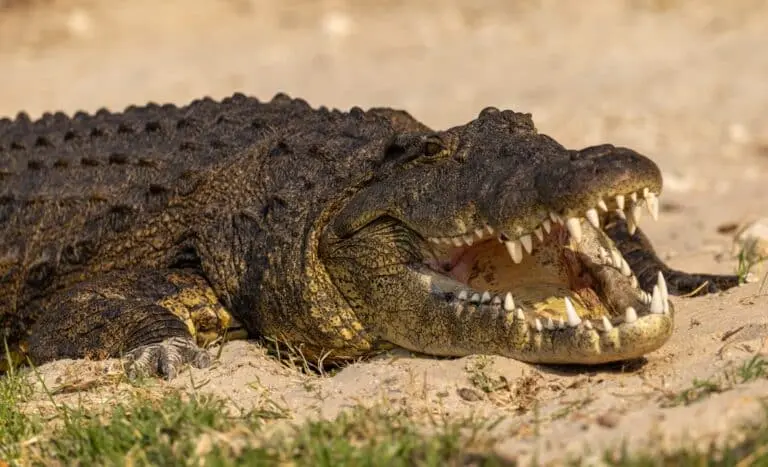 crocodilo