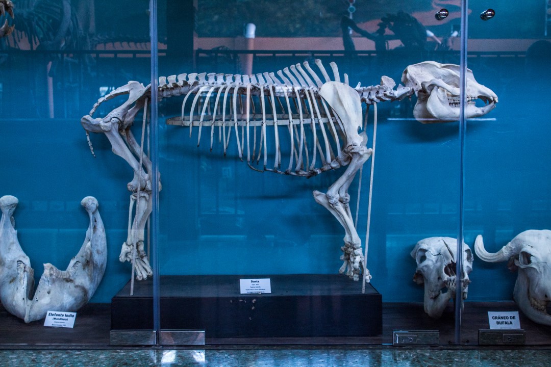 Esqueleto de tapir