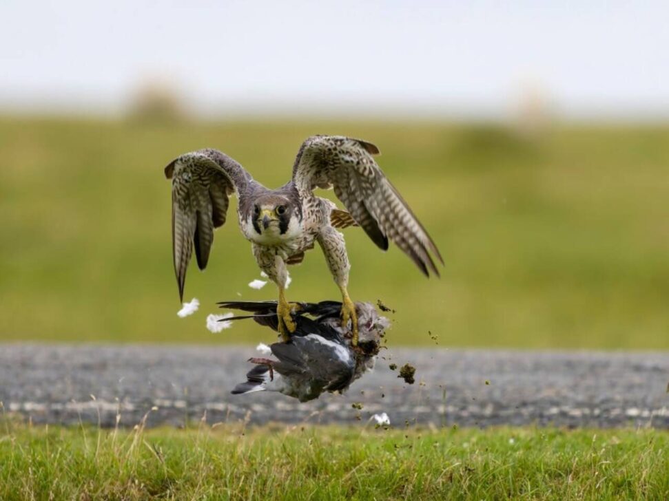 Falcão caçando pombo